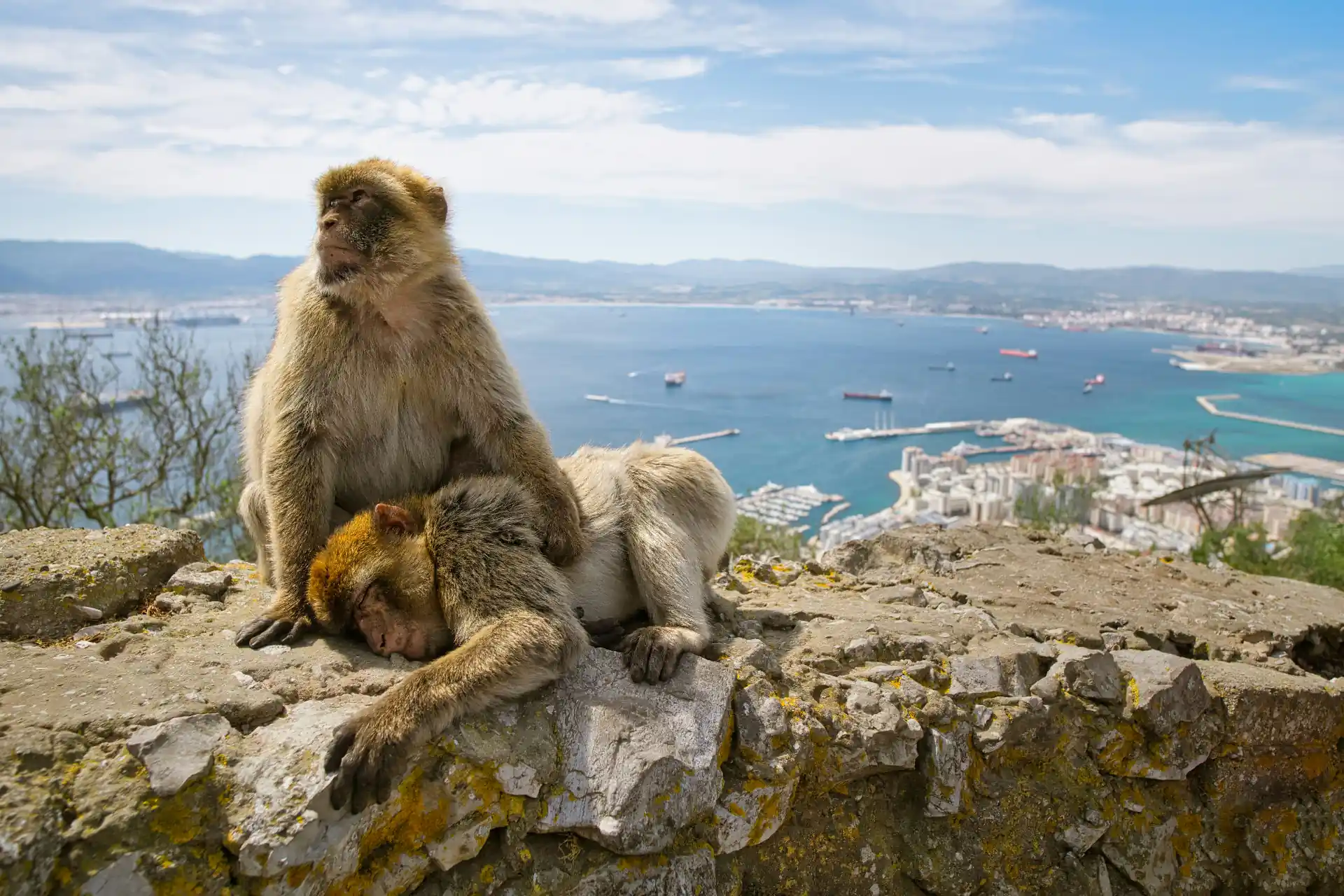 Gibraltar Private Tour